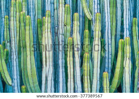 DETAIL VIEW OF THE CARDON CACTUS IN SUMMER WITH RICH BLUE GREEN AND TORQOUISE COLORS Royalty-Free Stock Photo #377389567