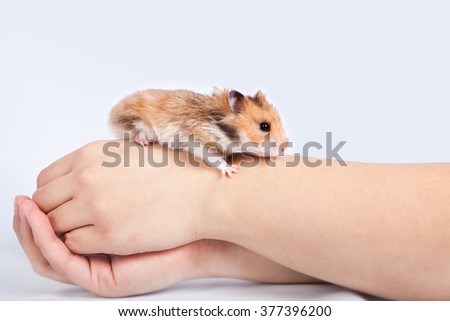 little hamster in the hands of a man on a white background