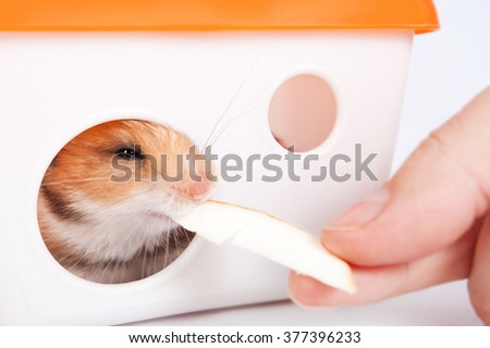 man feeding cheese hamster in the house