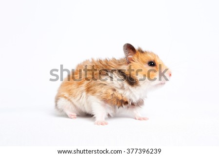 small pet hamster walks