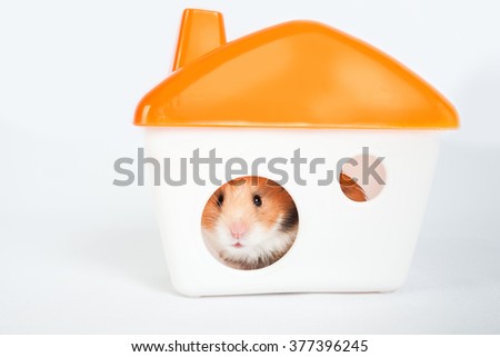 little hamster in the house