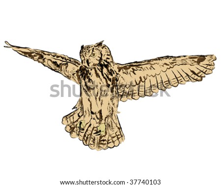 drawing of an owl (fully vector from an original drawing)