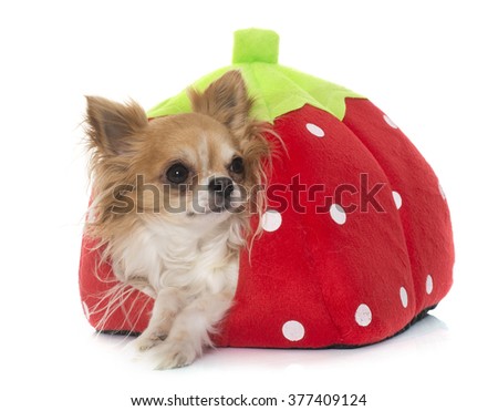 young little chihuahua in dog bed in front of white background