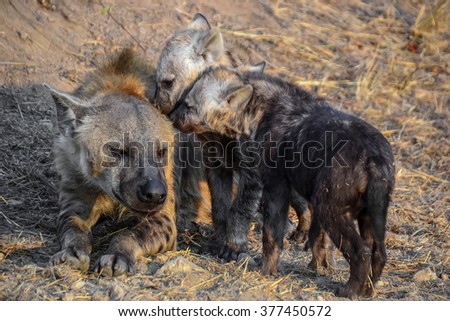Hyena in Kruger National park - South Africa