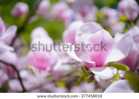 Beautiful Pink Magnolia Flowers. Spring Floral Background