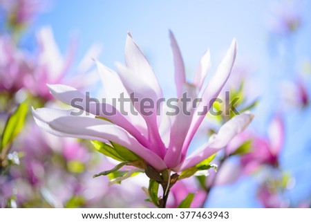 Beautiful Pink Magnolia Flowers on the Blue Sky Background. Spring Floral Image