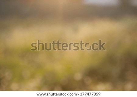 blurred grass flower field sunset, beautiful warm tone background