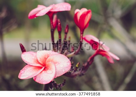 Red Plumeria, pastel tone