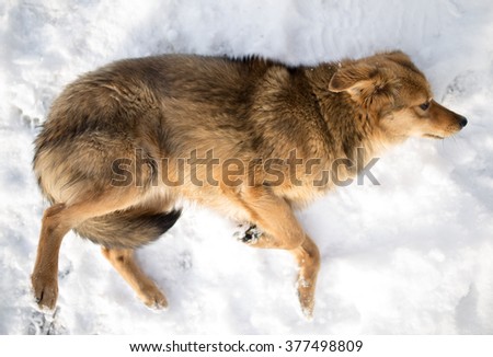 dog lying in the snow outdoors in winter