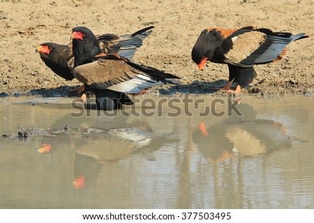 Bateleur Eagle - African Wild Bird Background - Colors in Nature and Reflection of Life