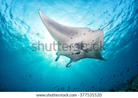 Manta in the blue background while diving maldives Royalty-Free Stock Photo #377535520