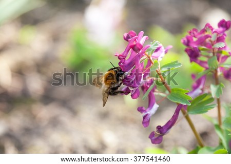 Stagger weed (Corydalis cava) plant with purple flower with bumble bee and natural background