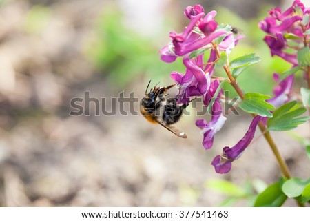 Stagger weed (Corydalis cava) plant with purple flower with bumble bee and natural background