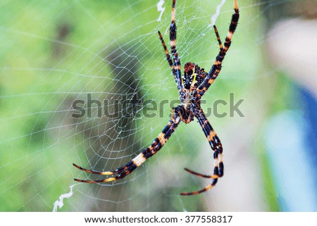 Beautiful colors spider staying on the cobweb with blurred background.