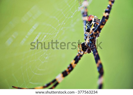 Beautiful colors spider staying on the cobweb with blurred background.
