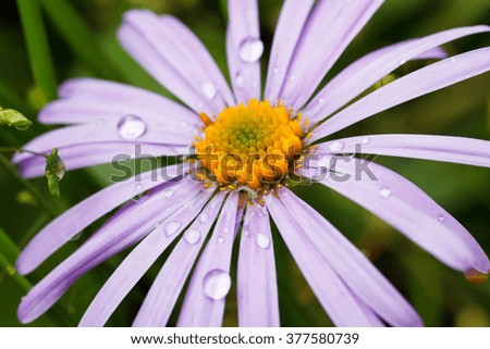 beautiful violet daisy with rain drops