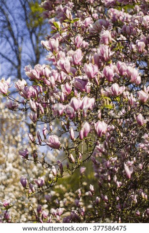 Soft focus image of blossoming magnolia flowers in spring time. 