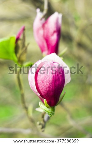 Soft focus image of blossoming magnolia flowers in spring time. 
