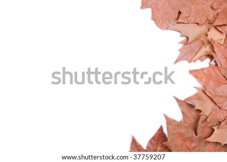 Leaves making a frame in a white background