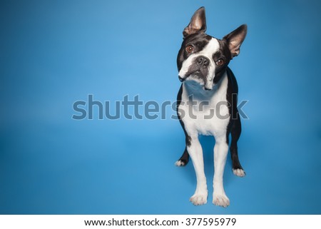 Boston terrier on blue background