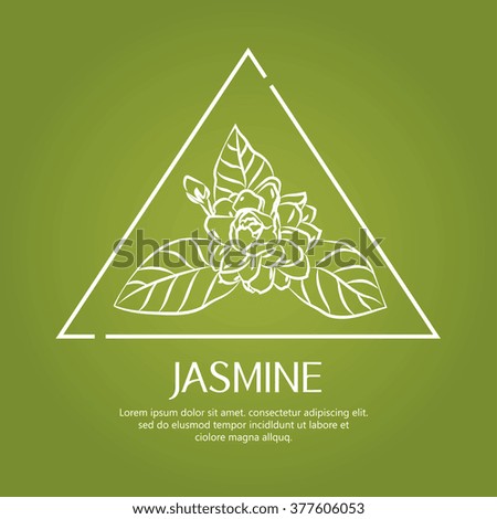 Jasmine flowers isolated background. vector illustration.