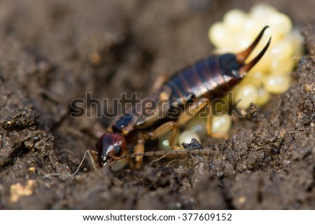 Common earwig (Forficula auricularia) with eggs. A female insect in the family Forficulidae with a nest of eggs
