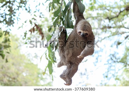 Sloth climbing tree in nature reserve in Brazil Royalty-Free Stock Photo #377609380