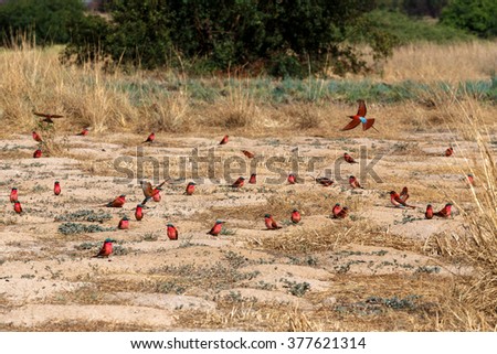 large nesting colony of Nothern Carmine Bee-eater (Merops nubicoides) on bank of the Zambezi river in Caprivi Namibia, Africa
