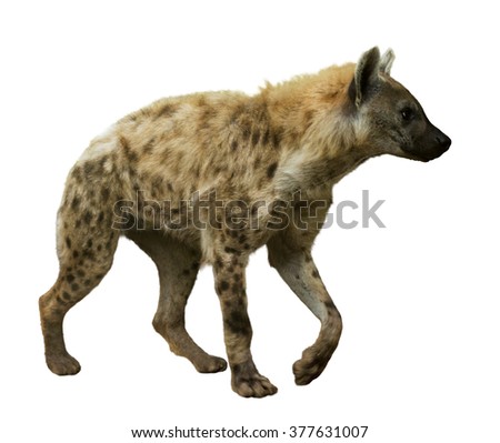 Spotted hyena (Crocuta crocuta) on white background  