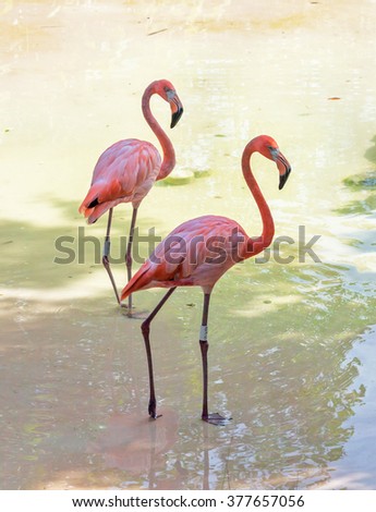 Flamingos in the park as xcaret - Mexico, Latin America
