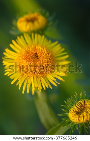 bright yellow daisies. shallow depth of field.