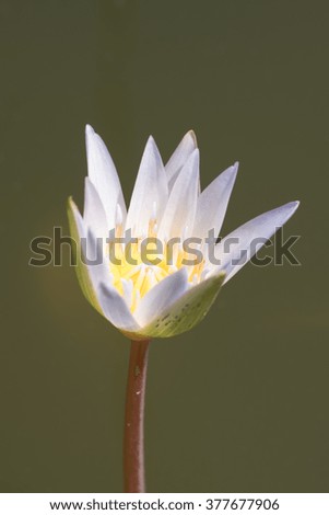 Closeup Lotus flower in river.