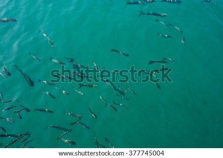 swarm of fishes