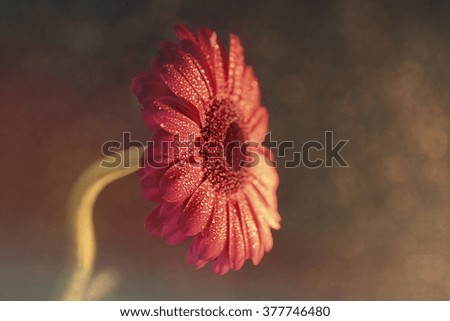 Digital art, paint effect Pink gerbera flower,  bokeh light glowing textured background                            