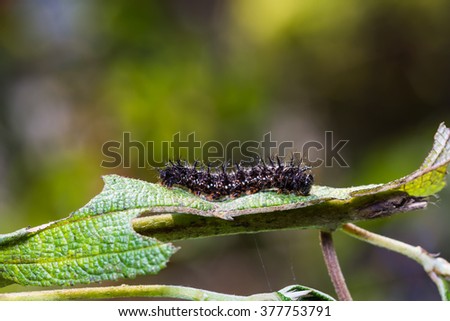 Close up of Common Jester (Symbrenthia lilaea) caterpillar on its host plant leaf in nature