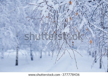 tree branches in the snow, park, forest