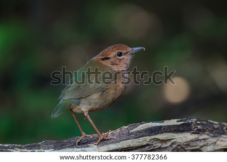 Beautiful bird. Rusty-naped Pitta in nature of Thailand