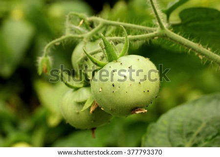 Aphids on the green tomato plant