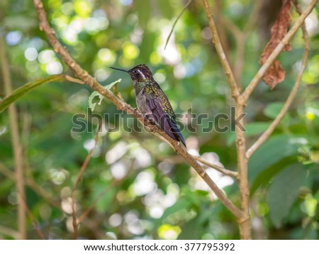 Humminbird in the Cloud forest of Monteverde, Costa Rica