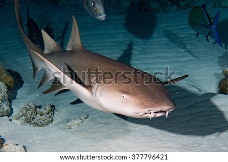 Nurse Shark and yellow pilot fish close up on black background while diving in Maldives