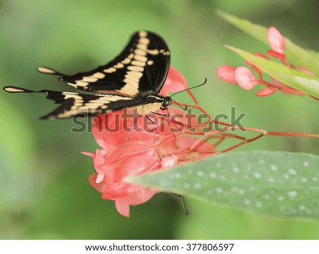 butterfly in dew drops on a branch with pink flowers