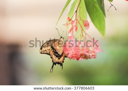 butterfly in dew drops on a branch with pink flowers