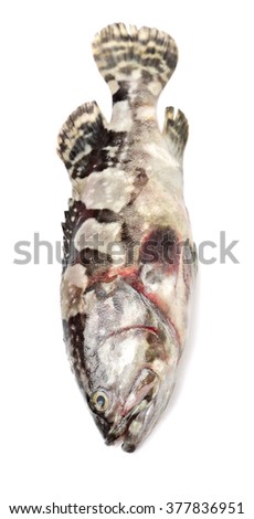Grouper Fish on white background