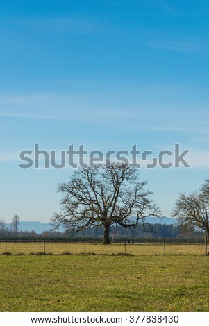 tree in field in countryside on the day.