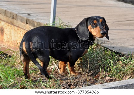 nice tan dachshund on nature