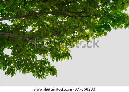 Tree isolate on white background.