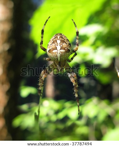 orange ornamented spider with the picture of cross on his back  on green background