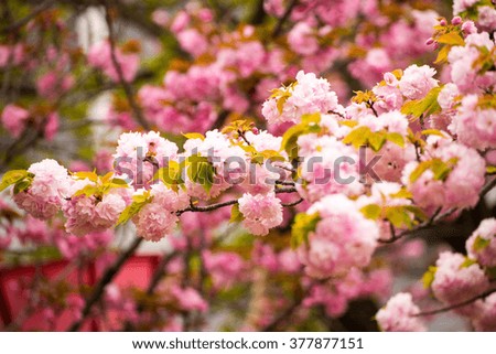 Japan Sakura ,Beautiful pink cherry blossom (sakura) in japan