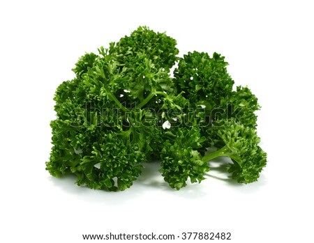 parsley isolated on a white background 