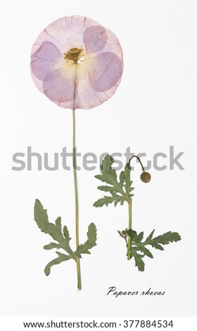 Papaver rhoeas. Picture of dried flowers signed in Latin. Herbarium from dried blossoming poppy with Latin subscript.